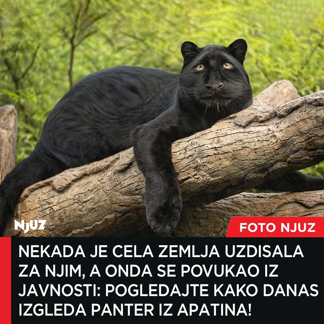 Meme: Black Panther with the caption about Serbian aspect